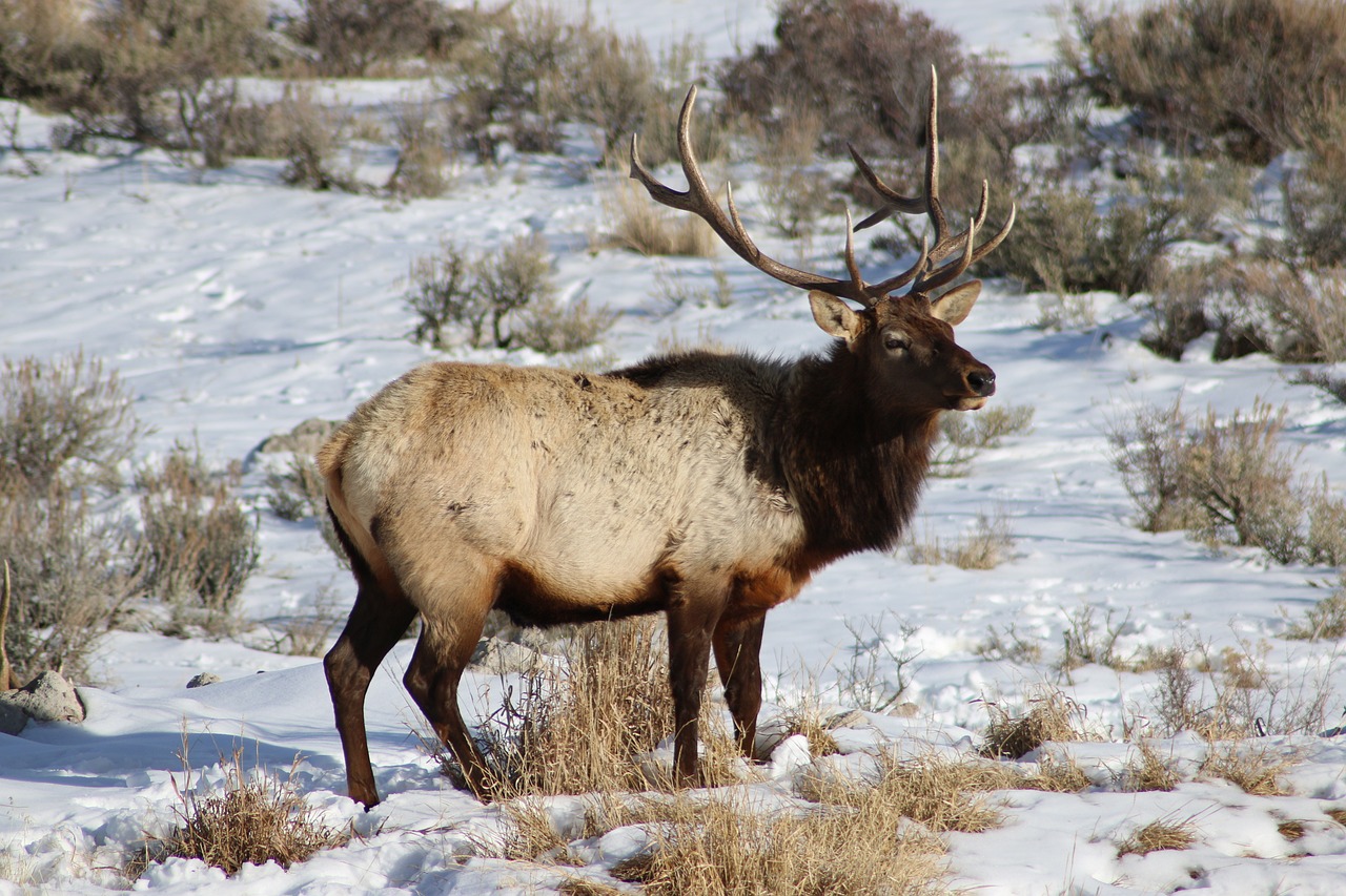 wildlife, elk, bull-4167661.jpg